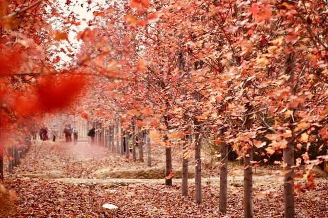 组图：不负红叶不负秋 今年你准备去青岛哪里赏红叶？