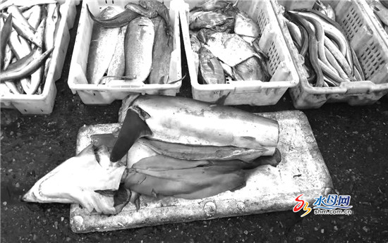 鲨鱼切块当街售卖 部门：目前仅姥鲨和噬人鲨受保护