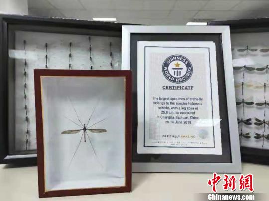 四川青城山发现25.8厘米世界最大蚊子 获吉尼斯纪录认证