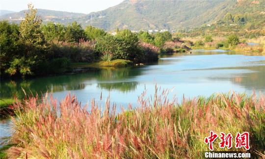 长江一级支流黄柏河生态美景：粉色湿地白鹭翩飞