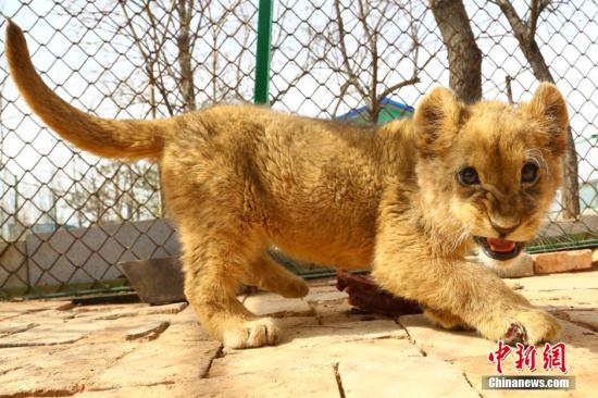 青藏高原野生动物园育活三只非洲狮