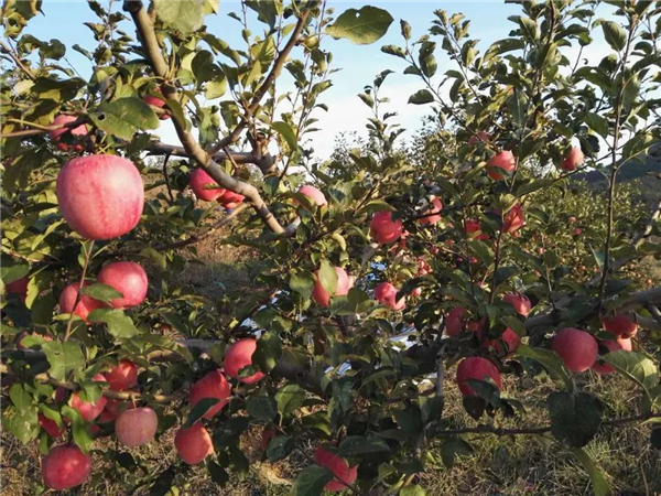 80年代中期，苹果树由传统品种向新品种转变