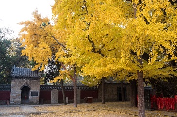 日照千年古银杏树成“网红”