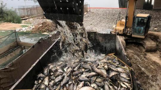 伊拉克突现大量死鲤鱼 水污染加剧可能是祸首