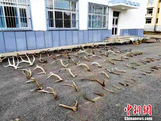 男子非法进入三江源自然保护区捡拾大量鹿角被查获