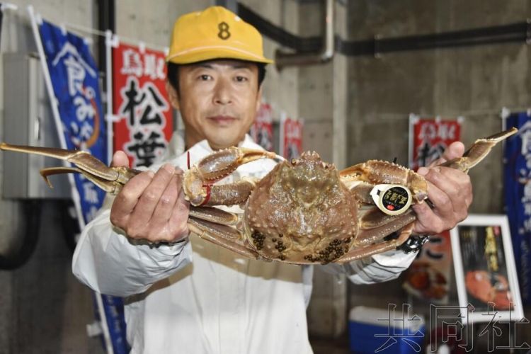 日本鸟取“五辉星”楚蟹拍出天价，一只12.2万元