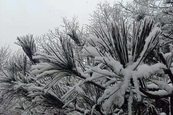37秒｜下雪喽！临沂沂蒙山景区迎来今冬首场降雪