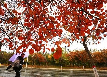 枣庄降雨降温 雨中红叶更加艳丽