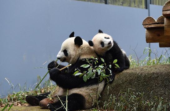 日本人到底有多爱大熊猫？日媒回顾大熊猫旅日之路 感叹爱之切