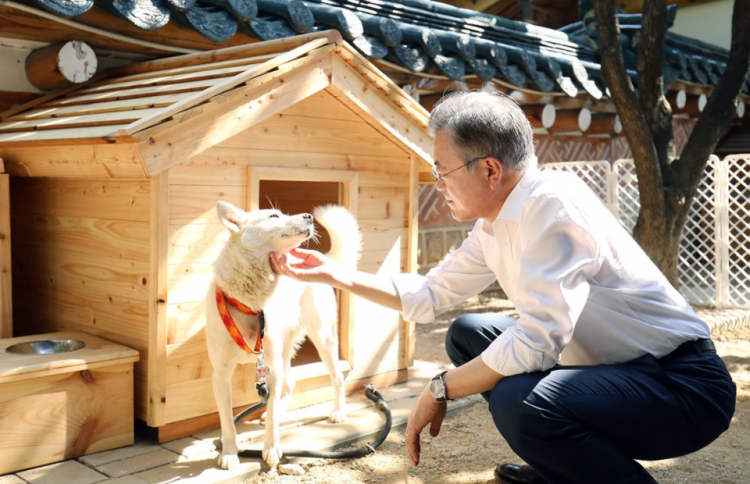 金正恩9月送给韩国的丰山犬 生下了6只小狗崽