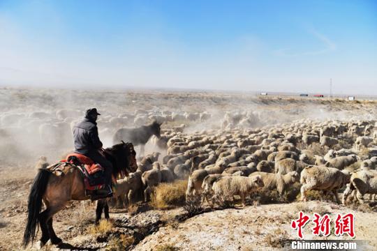 甘肃肃南新路径护草原生态 牧民徒步千里异地借牧