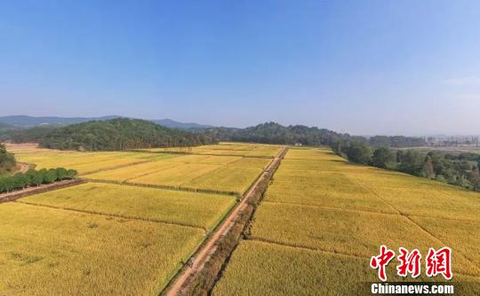 打破最高亩产记录 浙江单季晚稻及双季稻产量创新高