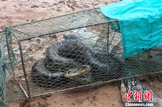 西双版纳村民网箱捕鱼意外捞上3.6米长缅甸蟒