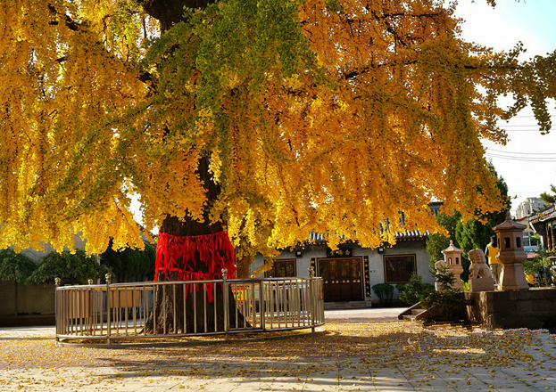 色彩绚丽！青岛1600岁银杏树披上“黄金甲”(图)