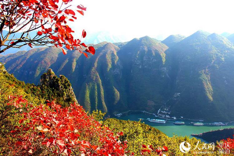 初冬品三峡奇景 巫山看红叶漫天