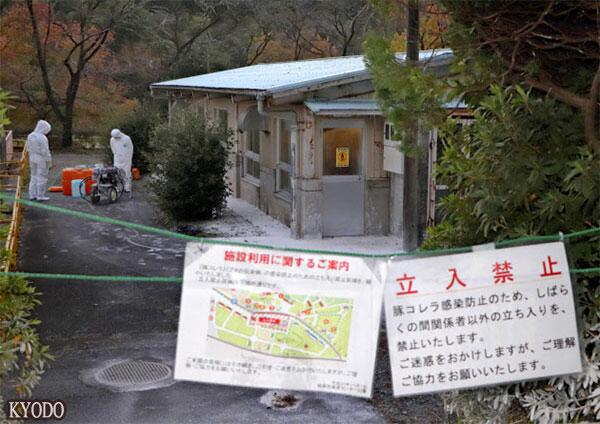 日本发现26年来第2例猪瘟，岐阜县已对21头猪实施扑杀处理