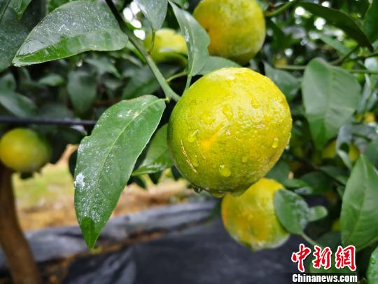 广西新型农民用手机“种”柑橘 智慧农业铺出“富民路”