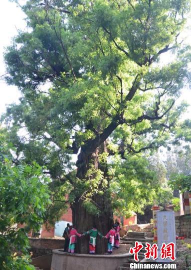 昆明市摸清古树名木“家底”：最老一株树龄达1200年