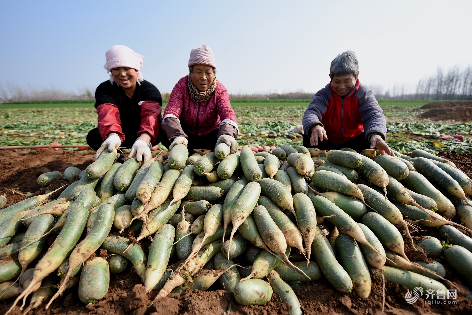 山东临沂：3000余亩“水果萝卜”迎来丰收季