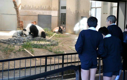 日媒回顾中国大熊猫旅日之路：日本人对大熊猫是真爱