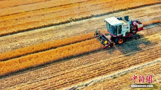 下调小麦最低收购价会否影响农民收益？发改委回应
