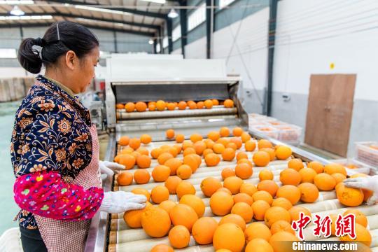 “世界橙乡”江西赣州迎脐橙丰收季(图4)