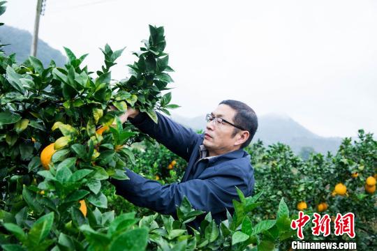 “世界橙乡”江西赣州迎脐橙丰收季(图1)