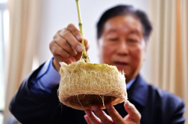在南太岛国传佳话的“中国草”，有何神通？