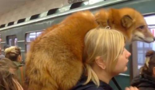 爱皮草又不忍杀生？俄罗斯女子肩扛狐狸搭地铁