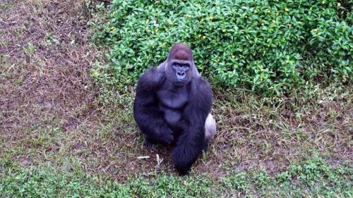 台北动物园金刚猩猩与山羌混居 员工曾担忧做恶梦