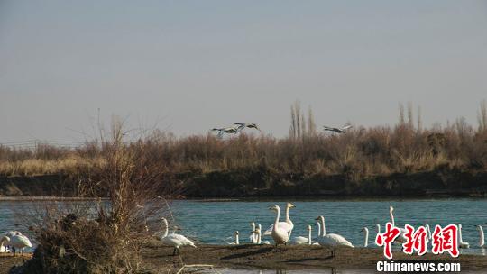 新疆开都河流域生态环境改善吸引大批候鸟栖息越冬