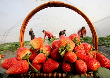 小雪时节草莓开摘！枣庄千亩草莓成熟 抢滩登陆鲜果市场