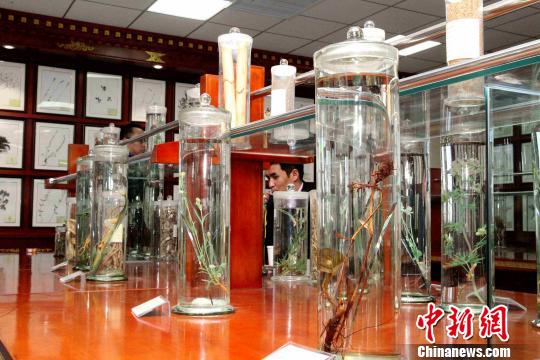 探访青海大学藏医学院藏药标本中心 藏1500种藏药