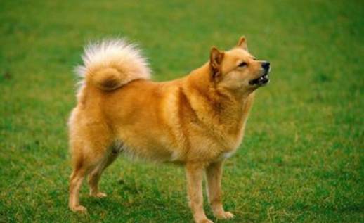 九江发布养犬通告：无人牵领犬视为无主，予以收容处置