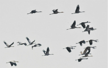 青岛迁徙灰鹤增至23只 大天鹅白琵鹭又来“助兴”