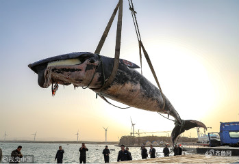 重2.5吨死亡“须鲸”现山东威海荣成海域