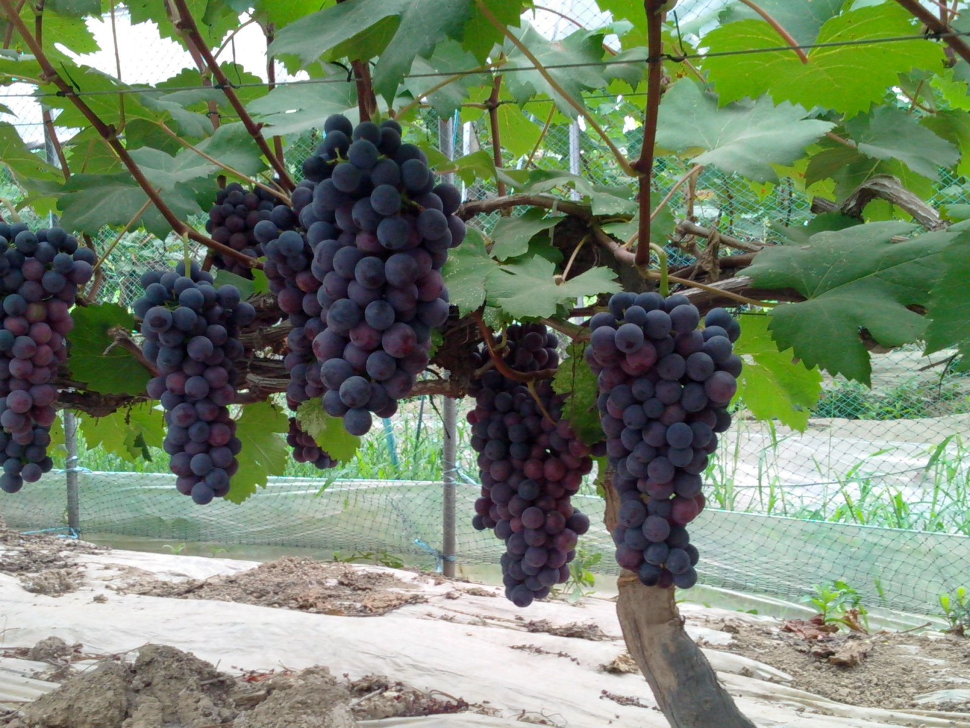 任城区邀请法国专家开展葡萄种植技术讲座