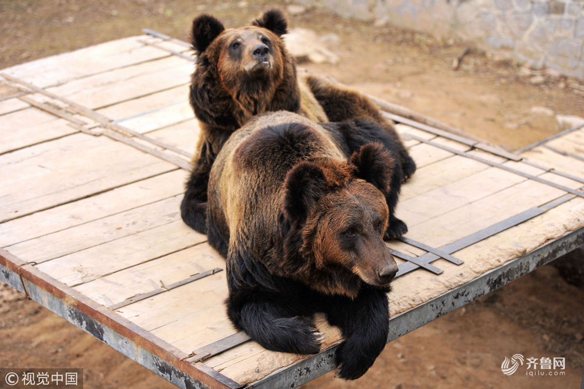青岛：森林野生动物世界憨萌棕熊惹人捧腹