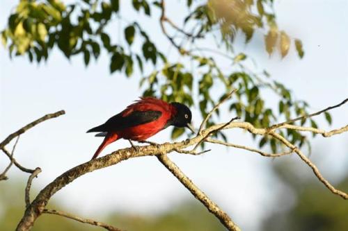 探访台湾首座平地森林园区：濒危鸟类10年增20多倍