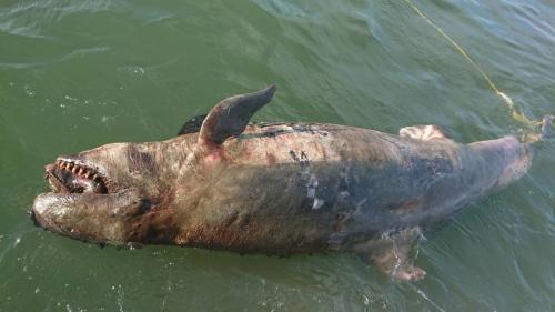1头鲸搁浅死于台湾嘉义沿海 或为海洋污染酿祸