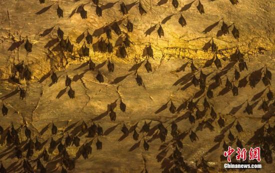 澳大利亚热浪席卷全国 约5500只蝙蝠脱水而死