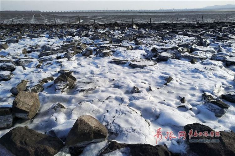 实拍：青岛胶州湾沿岸现海冰 银鸥啄食冻鱼