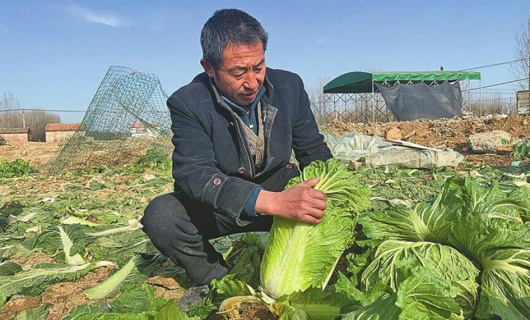 天寒心暖 济南多方伸出援手帮助菜农销售丰产大白菜