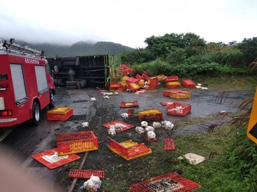 台湾1辆大货车翻覆司机伤 1000只鸡死伤惨重