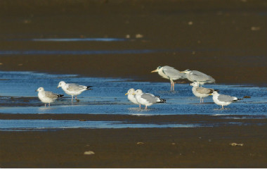 组图：水上漫步！青岛罕见白琵鹭越冬胶州湾湿地