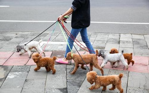 淄博明年拟立法规范城市养犬行为