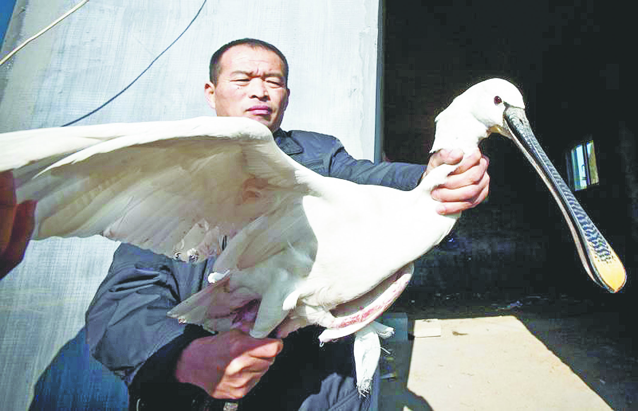 受伤白琵鹭滞留高青大芦湖水源保护区