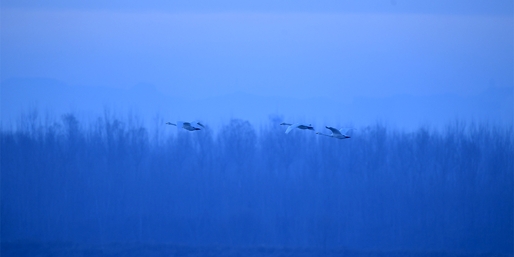 济南黄河北湿地迎“贵客” 40余只大天鹅“扎堆”来过冬