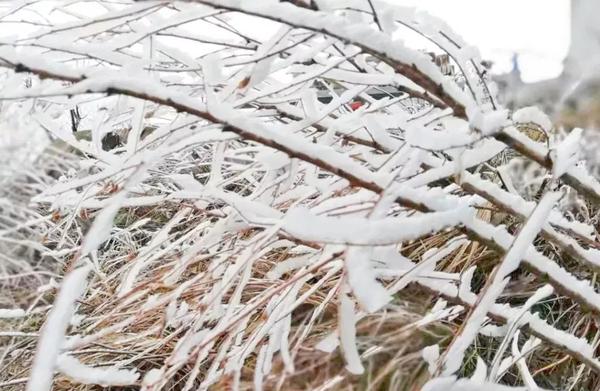 仙境模式!两轮大雪过后,这些地儿惊现"雪树银花"