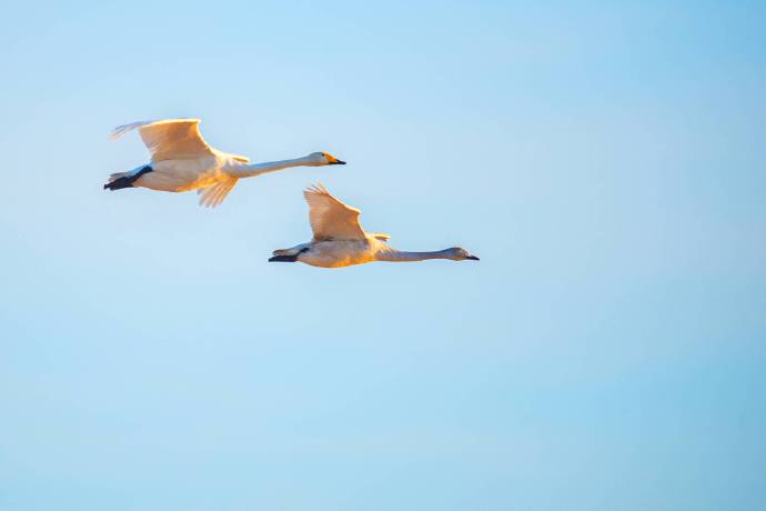 美绝了！20多只大天鹅飞抵济南黄河湿地